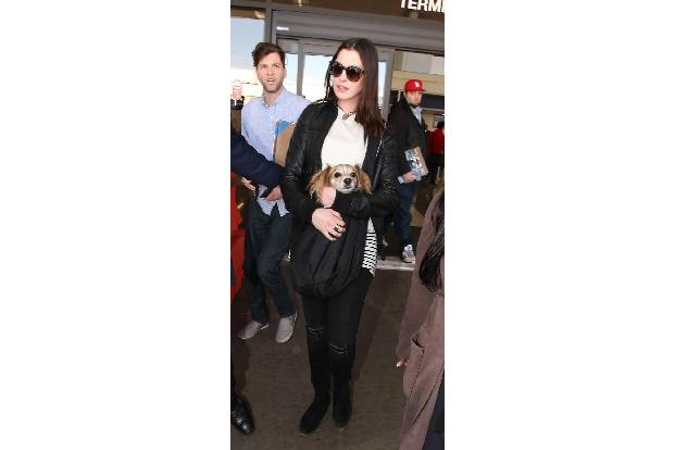 ...Anne Hathaway haben sich für Hunde entschieden, die ohne Weiteres in eine Tasche passen. Aber wollen die Vierbeiner nicht...