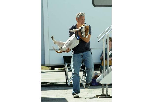 ...George Clooney, denn seine Mollie hat eindeutig keine handliche Größe. Doch was tut man nicht alles für seinen Hund!
