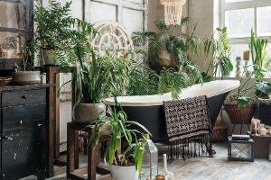 Im Badezimmer können die Pflanzen am besten überleben.