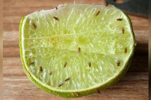 Sommerzeit ist gleichzeitig auch die Zeit der Fruchtfliegen. Wie wird man die Tierchen am besten los?