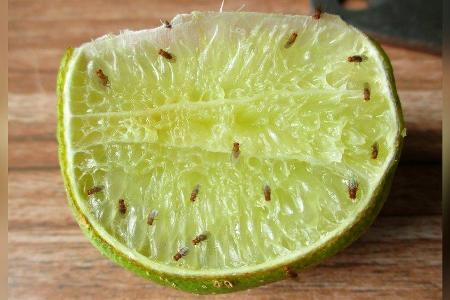 Sommerzeit ist gleichzeitig auch die Zeit der Fruchtfliegen. Wie wird man die Tierchen am besten los?