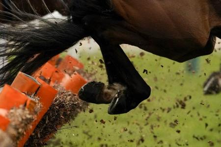 Springreiten: Deutsche Pferde wohlbehalten in Tokio angekommen