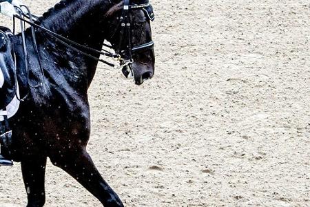 Galopp: Torquator Tasso gewinnt Grand Prix in Iffezheim