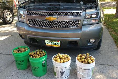 Eichhörnchen bunkert 75 Kilo Nüsse im Pick-up