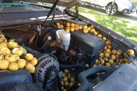 Eichhörnchen bunkert 75 Kilo Nüsse im Pick-up