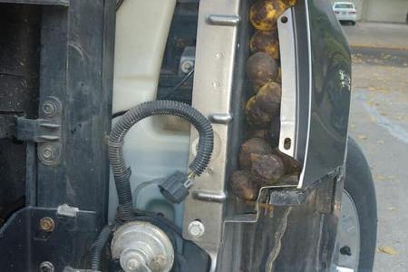 Eichhörnchen bunkert 75 Kilo Nüsse im Pick-up