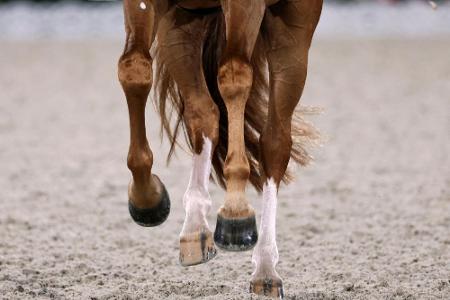 ARD-Pferdeflüsterer Sostmeier auf SPOBIS ausgezeichnet