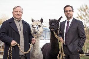 Kommissar Frank Thiel (Axel Prahl, l.) und Prof. Karl-Friedrich Boerne (Jan Josef Liefers) mit zwei Alpakas im "Tatort: Rhyt...