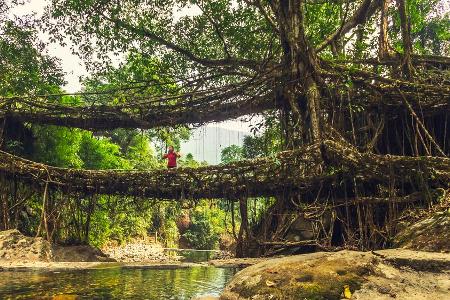 Ein Wunder aus Wurzelwerk: Die 