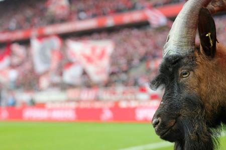 Trauer um Hennes VIII. - früheres FC-Vereinsmaskottchen eingeschläfert
