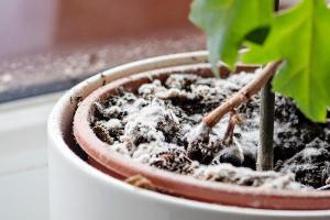 Sind die weißen Flecken flauschig, handelt es sich um Schimmel.