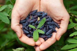 Äußerlich ähnelt die Haskap-Beere der Blaubeere.