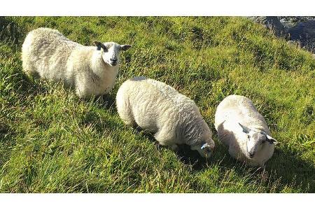 Wohnmobil-Reise Norwegen