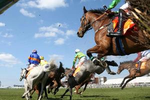 Schäden durch Wildschweine: Renntag in Halle abgesagt