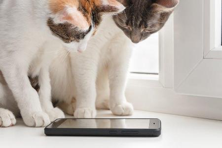 Mehrere Apps richten sich direkt an die Zielgruppe Katzen.