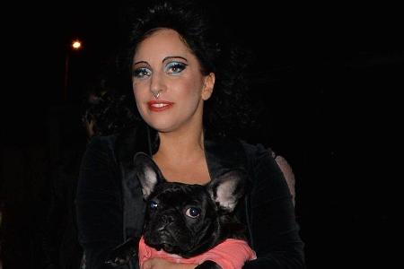 Lady Gaga mit einem ihrer geliebten Hunde.