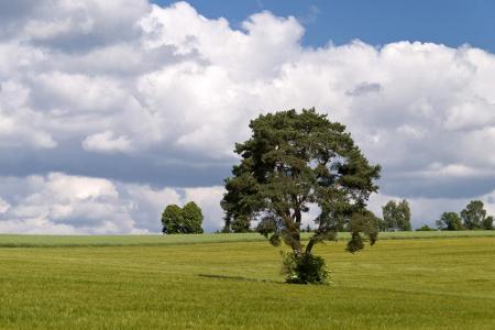 Durch den Oberpfälzer- und Bayerischen Wald führt der 660 Kilometer lange Goldsteig. Die Route verbindet Marktredwitz und Pa...