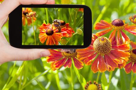 Wer einen bereits bepflanzten Garten übernimmt oder in freier Natur auf eine ihm unbekannt Blume stößt, kann anhand eines Fo...