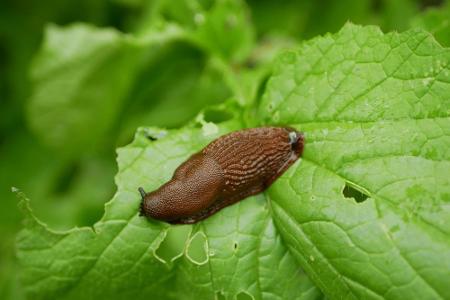 Dieser hilft dabei, zu erkennen, mit welchen Schädlingen eine Pflanze befallen sein könnte und liefert Tipps zur Bekämpfung ...