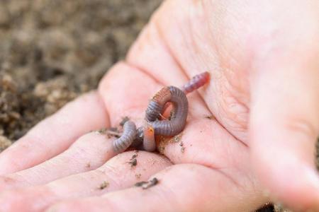 Mit der kostenlosen iOS- und Android-App 