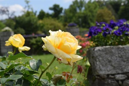 Geklärt werden Fragen wie: Woran ist ein bestimmter Nützling zu erkennen? Und: Welcher Nützling hilft gegen welchen Schädling?