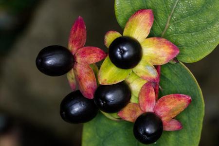 Im Altertum wurde die Schwarze Tollkirsche wegen ihrer pupillenvergrößernden Wirkung als Schönheitselixier genutzt. Auch heu...