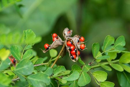 Die knallroten Beeren der Paternostererbse werden in vielen Regionen traditionell zu Schmuck verarbeitet. Doch schon der Kon...