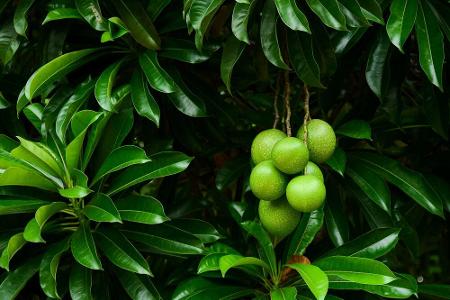 Mit seinem glänzenden Laub und duftenden Blüten ist der Zerberusbaum ein echter Blickfang. Doch seine Früchte können für den...