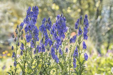 Der Blaue Eisenhut gilt als giftigste Pflanze Europas. Mit ihrer blauen Farbe zieht die Pflanze alle Blicke auf sich, doch w...