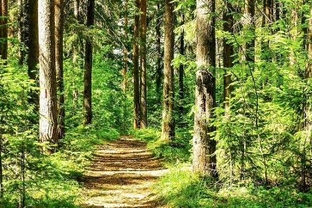 Frische Luft, zwitschernde Vögel, imposante Bäume: Ein Spaziergang durch den Wald kann gut für die Seele sein und beruhigen....