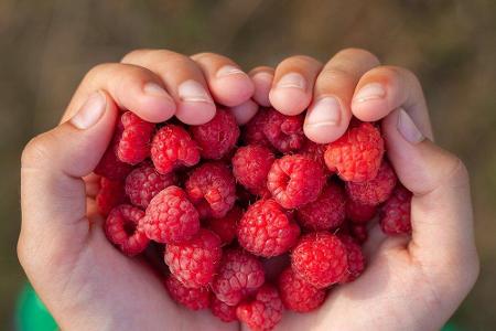 Ebenfalls reich an Vitamin C sind Himbeeren. Außerdem sind sie voller Ballaststoffe, die die Darmtätigkeit beschleunigen.