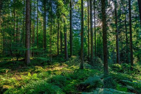 Erwacht die Natur im Frühling zu neuem Leben, ist ein Spaziergang durch den Wald genau das Richtige. Ein Streifzug durch das...