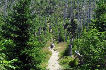 Eine gute Adresse für Aktivurlauber ist der Bayerische Wald. Auf dem über 24.000 Hektar großen Gebiet ist unter anderem der ...