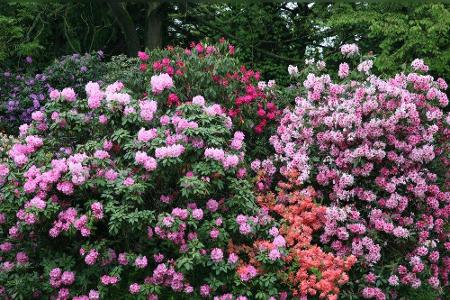 Eine farbenfrohe Alternative zum Liguster ist der Rhododendron mit seinen üppigen Blüten. Die immergrünen Pflanzen machen si...