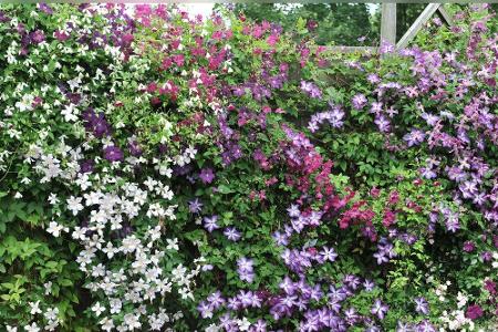 Wer statt mit einer Hecke mit einem Zaun seinen Garten begrenzt, kann diesen mit Kletterpflanzen zu einem Blickschutz und Bl...