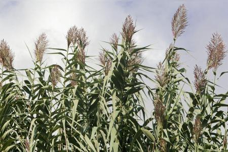 Miscanthus x giganteus, Elefantengras, Riesen-Chinaschilf: Egal, welchen seiner Namen man benutzt, alle zeigen an, wie mächt...