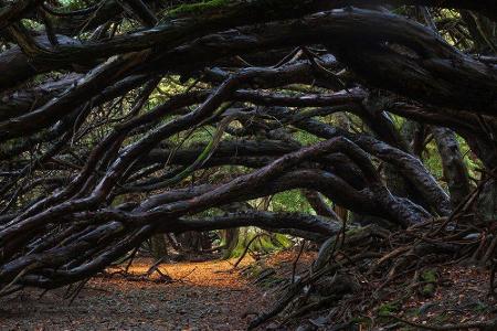 Weiter geht es in Schottland, wo sich der Ettrick Forrest in der Region Scottish Borders als perfekter Schauplatz für Szenen...