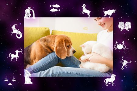 haustier sternzeichen.jpg