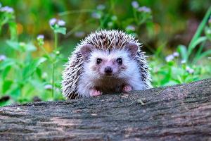 Igel lieben naturbelassene Gärten.