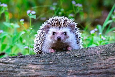 Igel lieben naturbelassene Gärten.