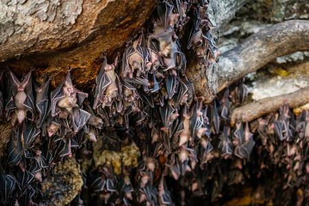 Eine Kalkberghöhle gibt es hingegen in Schleswig-Holstein. Hier hausen über 20.000 Fledermäuse, die im Sommer beobachtet wer...