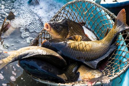 Den Wohlstand sichert in Polen eine Fischschuppe. Traditionell kommt bei vielen Familien an Heiligabend ein Karpfen auf den ...