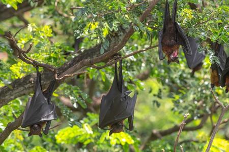 Fledermäuse sind in China ein Symbol für Glück. Fünf Fledermäuse stehen zudem für fünf Glückseligkeiten: Gesundheit, langes ...