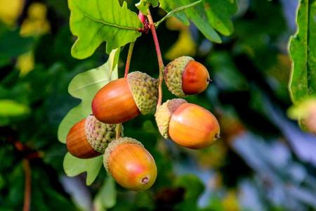 Die Eichel gilt in England als Glückssymbol. Schon die keltischen Druiden sollen davon überzeugt gewesen sein, dass die Nuss...