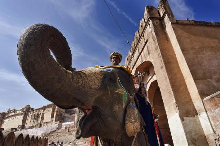 In Indien stehen Elefanten hoch im Kurs, wenn es um das Thema Glück geht. Sowohl im Buddhismus als auch Hinduismus stehen di...