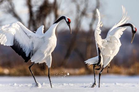 Dem Kranich kommt in vielen Kulturen eine wichtige Bedeutung zu. In der griechischen Mythologie war der Vogel beispielsweise...
