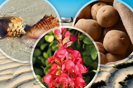 Urlaubsmitbringsel, die Ihnen Ärger bringen