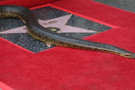 Dieses Bild ist einmalig in der Geschichte des berühmten Walk of Fame in Hollywood: Statt eines Menschen nimmt eine Anakonda...