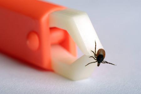 Zecke entfernen_Niehoff.jpg