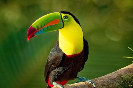 Belize schrammt ganz knapp am Bronze-Platz vorbei. Im Osten grenzt das Land an das Karibische Meer, im Westen an dichten Dsc...